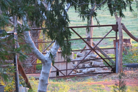 Bentwood Olive Grove Accommodation - Tourism TAS 25