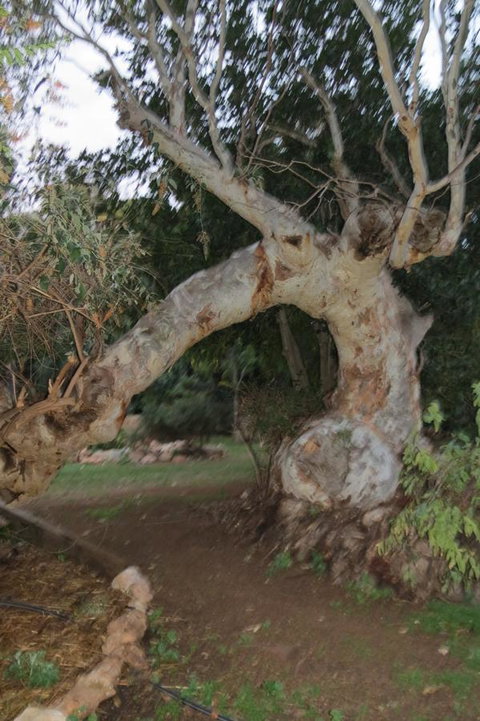 Bentwood Olive Grove Accommodation - Tourism TAS 22