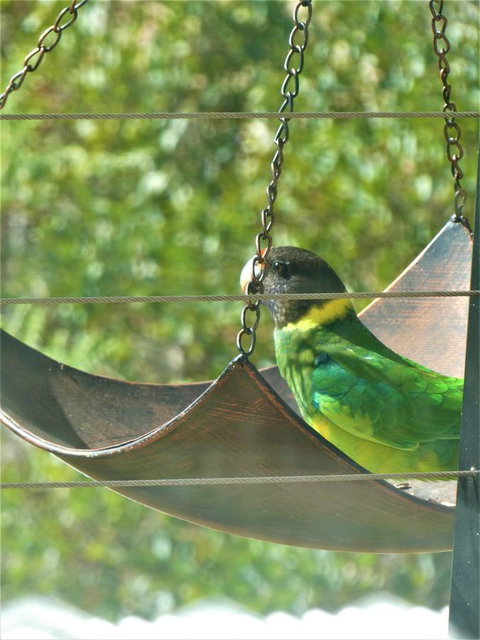 Treetops Cottage - Tourism TAS 29