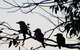 Treetops Cottage - thumb 31