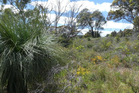 Treetops Cottage - Tourism TAS 36