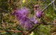 Treetops Cottage - thumb 33