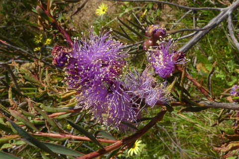 Treetops Cottage - Tourism TAS 33