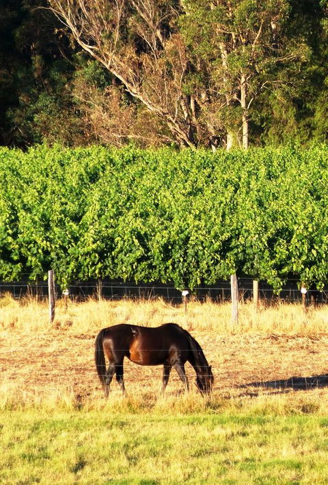 Windfall Estate Vineyard Cottage - Hobart Tourism 18