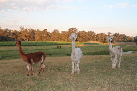 Windfall Estate Vineyard Cottage - Hobart Tourism 21