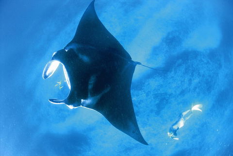 Sal Salis Ningaloo Reef - Tourism TAS 28