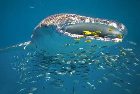 Sal Salis Ningaloo Reef - Tourism TAS 20