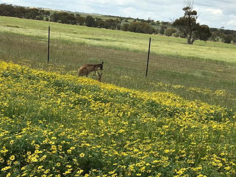 The Mains Guest House 2 Bedroom Farm Stay - Hobart Tourism 15