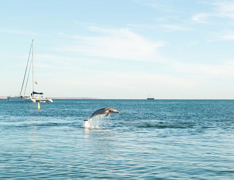 Wildsights Villas - Tourism TAS 11