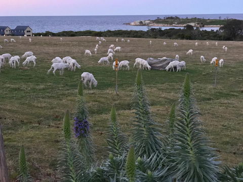Beachend Bicheno - Hobart Tourism 22