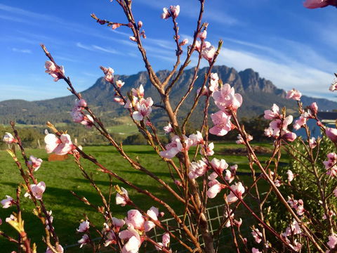 Manna Hill Farm - Tourism TAS 3