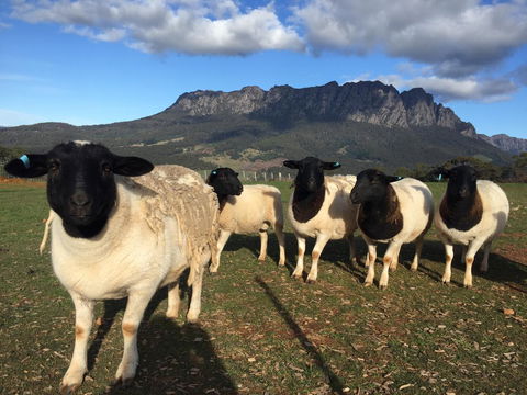 Manna Hill Farm - Tourism TAS 28