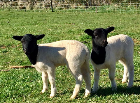 Manna Hill Farm - Tourism TAS 2