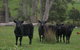 Platypus Park Country Retreat - thumb 25