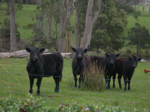 Platypus Park Country Retreat - Tourism TAS 25