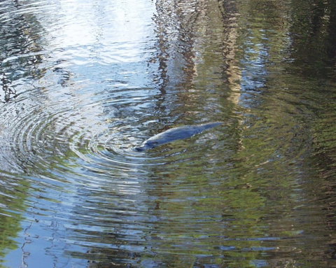 Platypus Park Country Retreat - Tourism TAS 32
