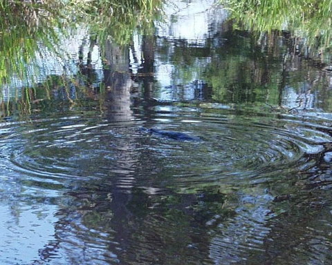 Platypus Park Country Retreat - Tourism TAS 33