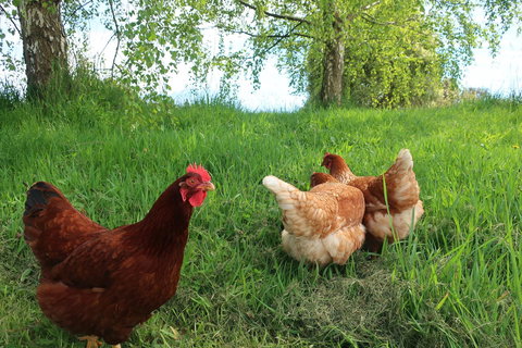 Cherry Top Farmstay - Boutique Eco Village - Hobart Tourism 8