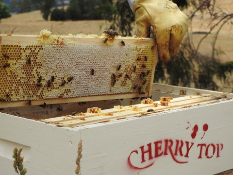 Cherry Top Farmstay - Boutique Eco Village - Hobart Tourism 28