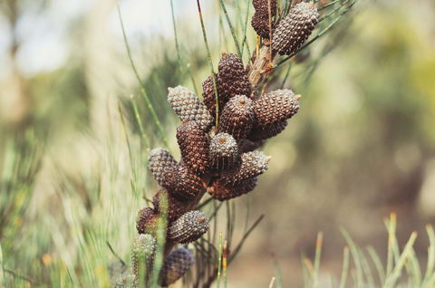Oyster Cove Chalet - Hobart Tourism 30
