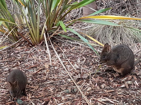 Oyster Cove Chalet - Hobart Tourism 16