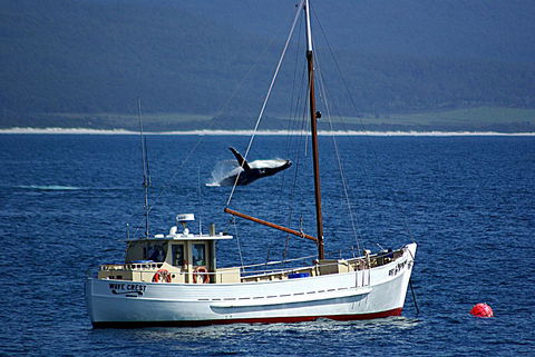 Suntrap Cove Bicheno - Hobart Tourism 27
