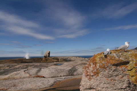 Suntrap Cove Bicheno - Hobart Tourism 37