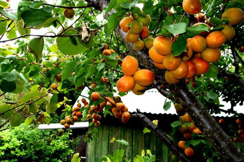 Eureka Farm - Tourism TAS 8