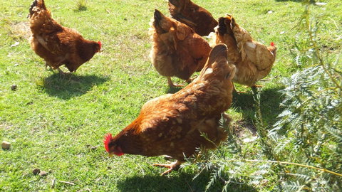Eureka Farm - Tourism TAS 27