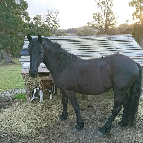 Glengarry Farm Stay BnB - Hobart Tourism 12
