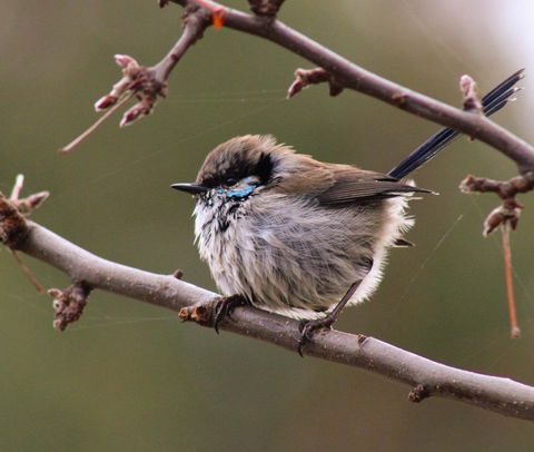 Free Spirit Pods - Hobart Tourism 0