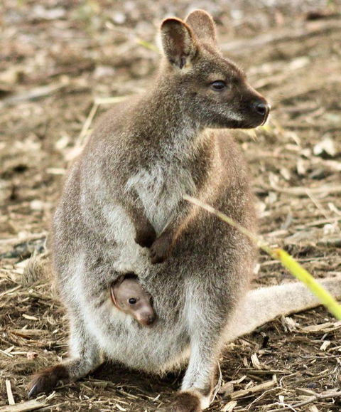 Free Spirit Pods - Hobart Tourism 2