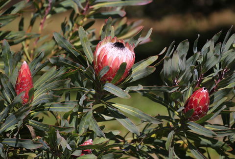 Riverwalk B&B - Hobart Tourism 18