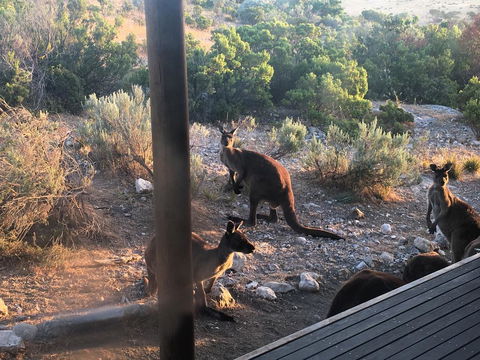 Pelican Lagoon Cabin - Hobart Tourism 2