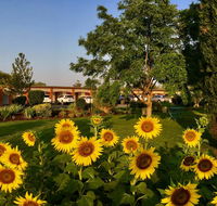 Quirindi Sunflower Motor Inn - Hobart Tourism