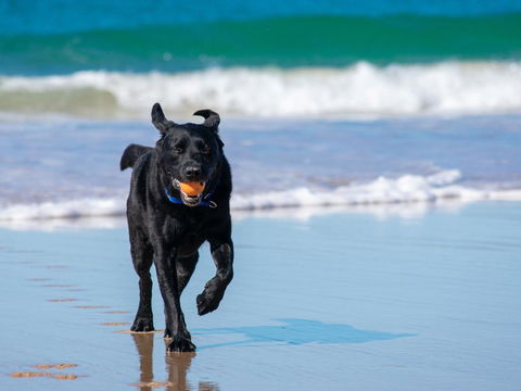 Ralph's Cottage Orion Drive Yamba - Pet Friendly Photos Available Shortly Free Wi-Fi - Tourism TAS 1