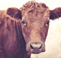Redwing Farm Stay - Hobart Tourism