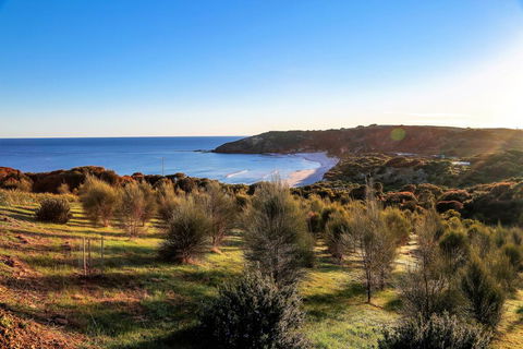 Sheoaks - Hobart Tourism 1