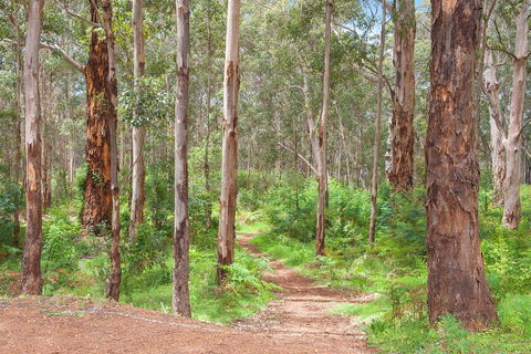 Shiraz Studio - Hobart Tourism 1