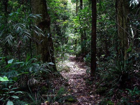 Springbrook Lyrebird Retreat - Hobart Tourism 0
