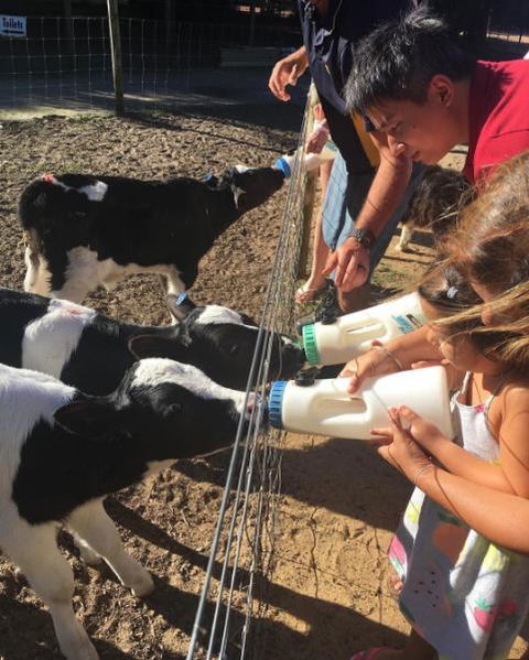 Sunflowers Animal Farm & Farmstay - Tourism TAS 3