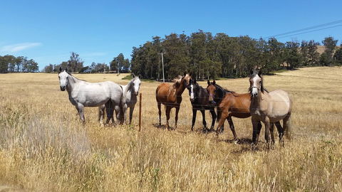 Lockleigh Park - Hobart Tourism 28