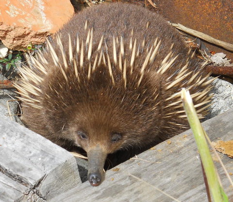 Southern Forest Accommodation - Hobart Tourism 25