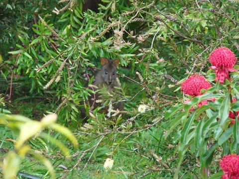 Southern Forest Accommodation - Hobart Tourism 12