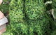 Topiary Haven - thumb 24