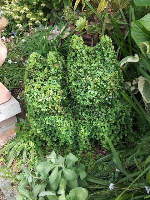 Topiary Haven - Tourism TAS 24