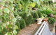 Topiary Haven - thumb 25