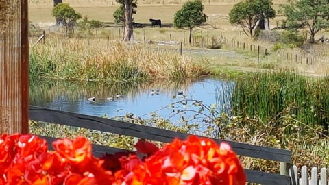 Hazelcreek Cottages - Tourism TAS 11