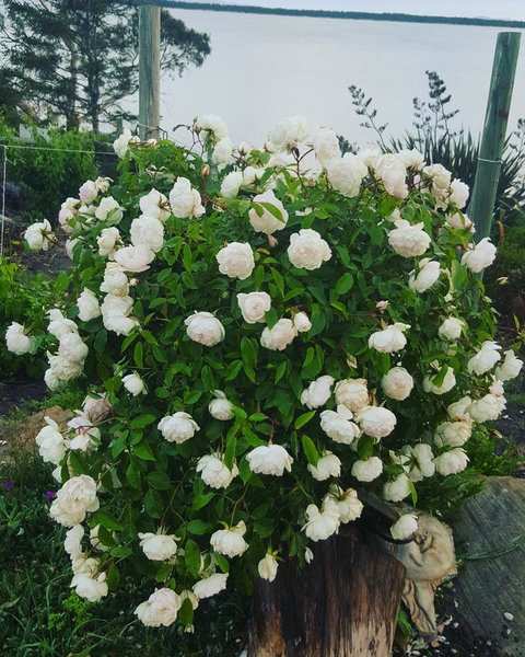 AppleBay Guest House - Tourism TAS 29