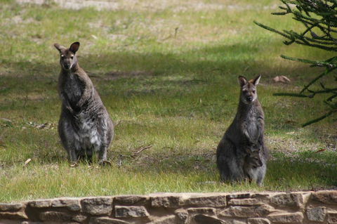 Bicheno By The Bay - Hobart Tourism 44